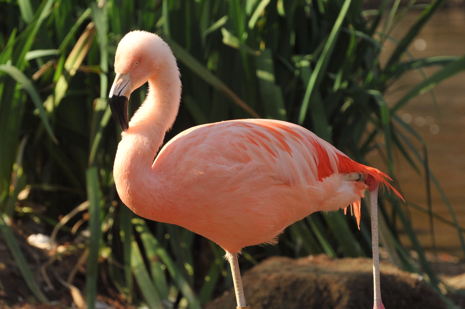 Pink Flamingo 39